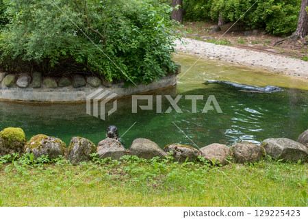 Fur seal in the pool Fur seal in the pool 129225423