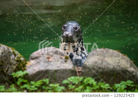 Fur seal in the pool 129225425