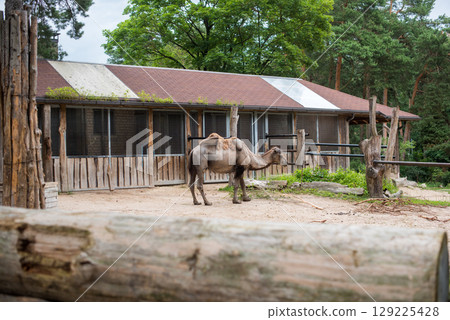 Bactrian camel, Camelus bactrianus with two humps in a zoo 129225428
