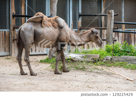 Bactrian camel, Camelus bactrianus with two humps in a zoo 129225429