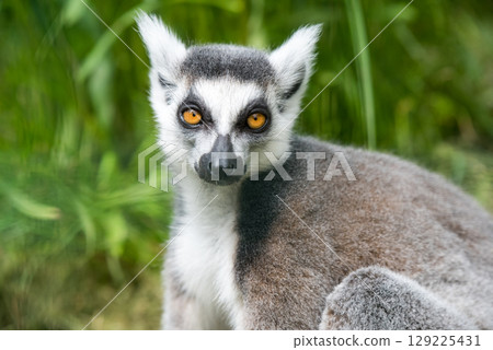 Ring Tailed Lemur Close up watches on 129225431