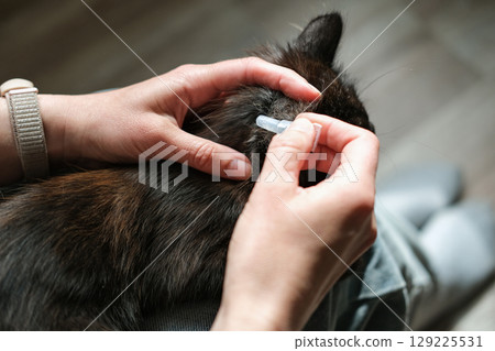 Female hands applies flea and tick repellent to the back of cat's neck, emphasizing precise pet healthcare and care for her pet 129225531