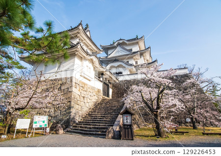 櫻花盛開的伊賀上野城（三重縣伊賀市上野公園） 129226453