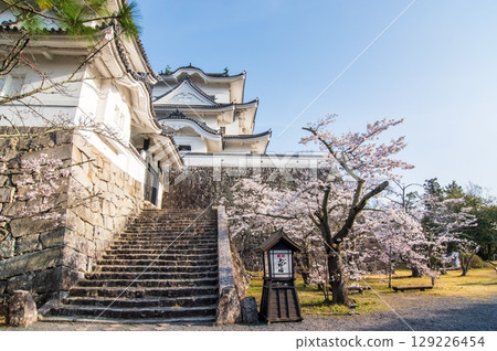 櫻花盛開的伊賀上野城（三重縣伊賀市上野公園） 129226454