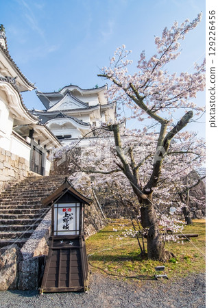 Iga Ueno Castle with cherry blossoms in full bloom (Ueno Park, Iga City, Mie Prefecture) Iga Ueno Castle with cherry blossoms in full bloom (Ueno Park, Iga City, Mie Prefecture) 129226456