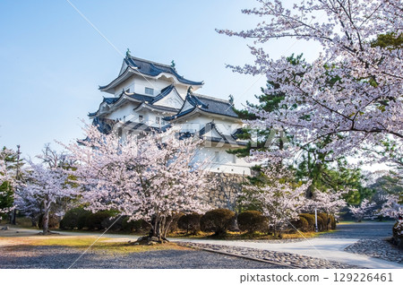 櫻花盛開的伊賀上野城(三重縣伊賀市上野公園) 櫻花盛開的伊賀上野城(三重縣伊賀市上野公園) 129226461