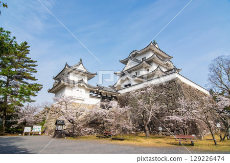 櫻花盛開的伊賀上野城（三重縣伊賀市上野公園） 129226474