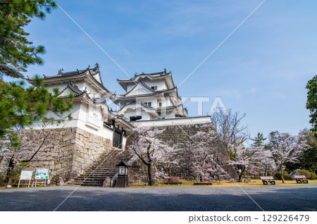 櫻花盛開的伊賀上野城（三重縣伊賀市上野公園） 129226479