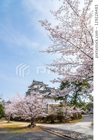 Iga Ueno Castle with cherry blossoms in full bloom (Ueno Park, Iga City, Mie Prefecture) 129226483