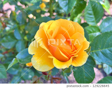 Flowers in the garden during spring. Nature background 129226645