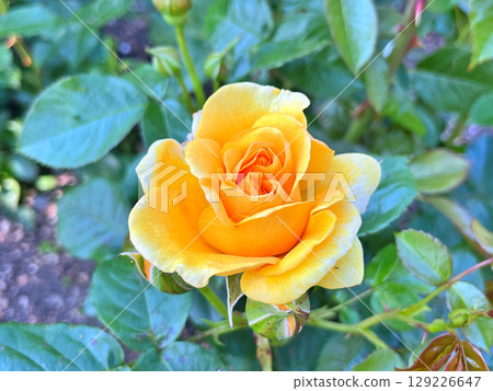 Flowers in the garden during spring. Nature background Flowers in the garden during spring. Nature background 129226647