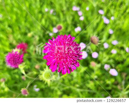 Red Burgundy dahlia flower in garden during summer Red Burgundy dahlia flower in garden during summer 129226657