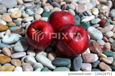 Three fresh red apples on a pebble stones under sunlight stock photo for backgrounds 129226751