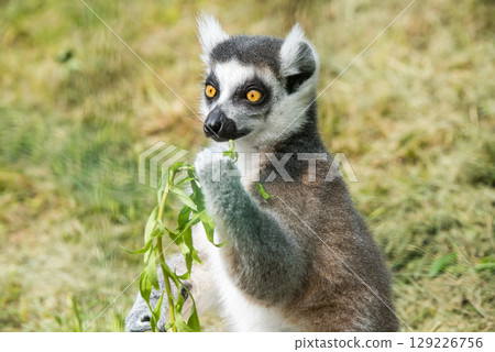Ring Tailed Lemur Close up watches on 129226756