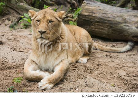 Lioness Close-up portrait, face of a female lion Panthera leo 129226759