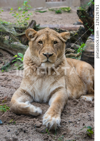 Lioness Close-up portrait, face of a female lion Panthera leo 129226761