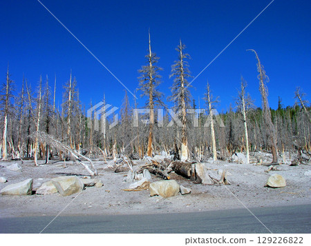 Dead trees near Horseshoe Lake, Mammoth Lakes, California, USA Dead trees near Horseshoe Lake, Mammoth Lakes, California, USA 129226822