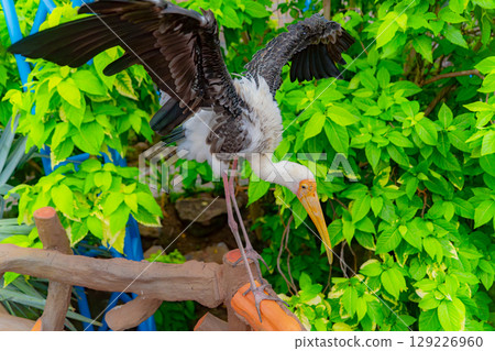 Indian Beak Indian Beak 129226960