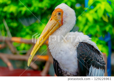 Indian Beak 129226961