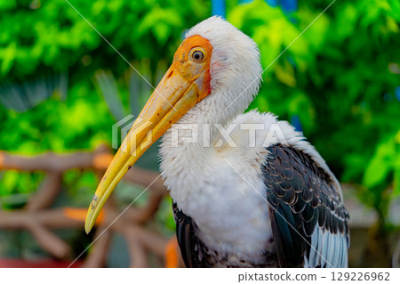 Indian Beak Indian Beak 129226962