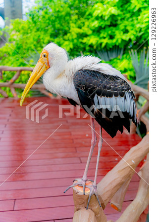 Indian Beak Indian Beak 129226963
