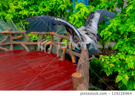 Indian Beak 129226964