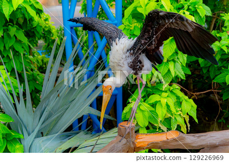 Indian Beak 129226969