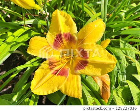 Daylily (Hemerocallis) flowers in the garden during summer 129227030