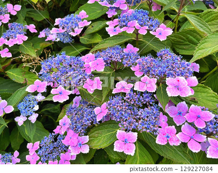 A closeup of purple lacecap hydrangea flowers A closeup of purple lacecap hydrangea flowers 129227084