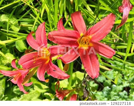 Daylily (Hemerocallis) flowers in the garden during summer Daylily (Hemerocallis) flowers in the garden during summer 129227118