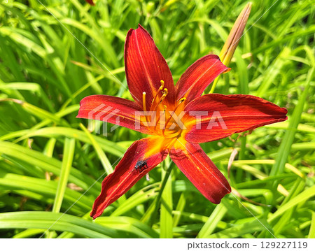 Daylily (Hemerocallis) flowers in the garden during summer Daylily (Hemerocallis) flowers in the garden during summer 129227119