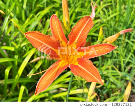 Daylily (Hemerocallis) flowers in the garden during summer Daylily (Hemerocallis) flowers in the garden during summer 129227121