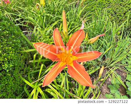 Daylily (Hemerocallis) flowers in the garden during summer Daylily (Hemerocallis) flowers in the garden during summer 129227122