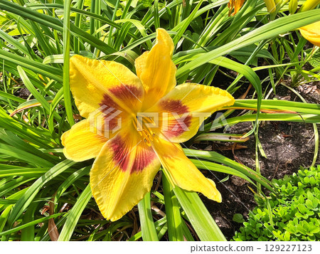 Daylily (Hemerocallis) flowers in the garden during summer Daylily (Hemerocallis) flowers in the garden during summer 129227123
