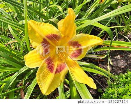 Daylily (Hemerocallis) flowers in the garden during summer 129227124