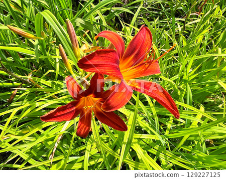 Daylily (Hemerocallis) flowers in the garden during summer 129227125