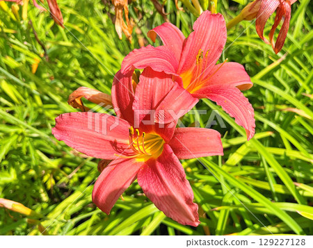 Daylily (Hemerocallis) flowers in the garden during summer Daylily (Hemerocallis) flowers in the garden during summer 129227128