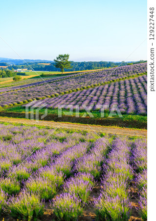 Lavender of the sunrise park Lavender of the sunrise park 129227448