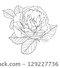 Vector illustration of a rose flower in outline style, elegant rose for coloring books, greeting cards, tattoo designs, wedding invitations, botanical projects, and romantic decor. 129227736