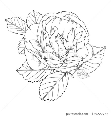 Vector illustration of a rose flower in outline style, elegant rose for coloring books, greeting cards, tattoo designs, wedding invitations, botanical projects, and romantic decor. 129227736