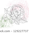 Vintage rose flower with detailed hand-drawn lines and soft watercolor splatter background. Classic sketch style with pastel pink and green watercolor splashes, for invitations, tattoo, romantic decor 129227737