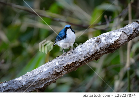 The blue-and-white bluethroat is a popular wild bird that can be seen in the early summer highlands of Kamikochi and Karuizawa. The blue-and-white bluethroat is a popular wild bird that can be seen in the early summer highlands of Kamikochi and Karuizawa. 129227874