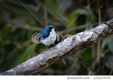 The blue-and-white bluethroat is a popular wild bird that can be seen in the early summer highlands of Kamikochi and Karuizawa. 129227876