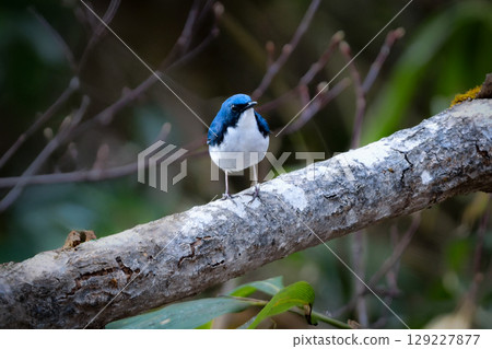 藍白藍喉歌鴝是一種很受歡迎的野生鳥類，可以在初夏的上高地和輕井澤高原上看到。 129227877