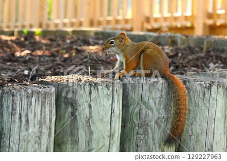 Squirrel Eating Seeds On Wooden Posts Squirrel Eating Seeds On Wooden Posts 129227963