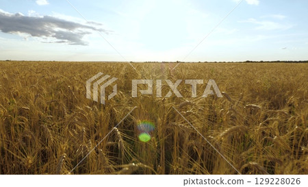 golden wheat fields sway gently evening breeze, warm glow sunset bathes landscape soft, golden hue, endless rows ripe wheat symbolize abundance agriculture, rural beauty nature reflects harmony golden wheat fields sway gently evening breeze, warm glow sunset bathes landscape soft, golden hue, endless rows ripe wheat symbolize abundance agriculture, rural beauty nature reflects harmony 129228026