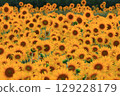 Sunflower field spreading to one side 129228179