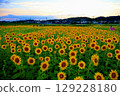 Sunflower field spreading to one side 129228180