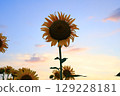 Sunflowers illuminated by the setting sun 129228181