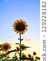 Sunflower blooming towards the sun 129228182